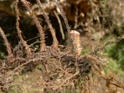 Pellaea rotundifolia. Stipes arising from a creeping rhizome.
 Image: L.R. Perrie © Te Papa CC BY-NC 3.0 NZ